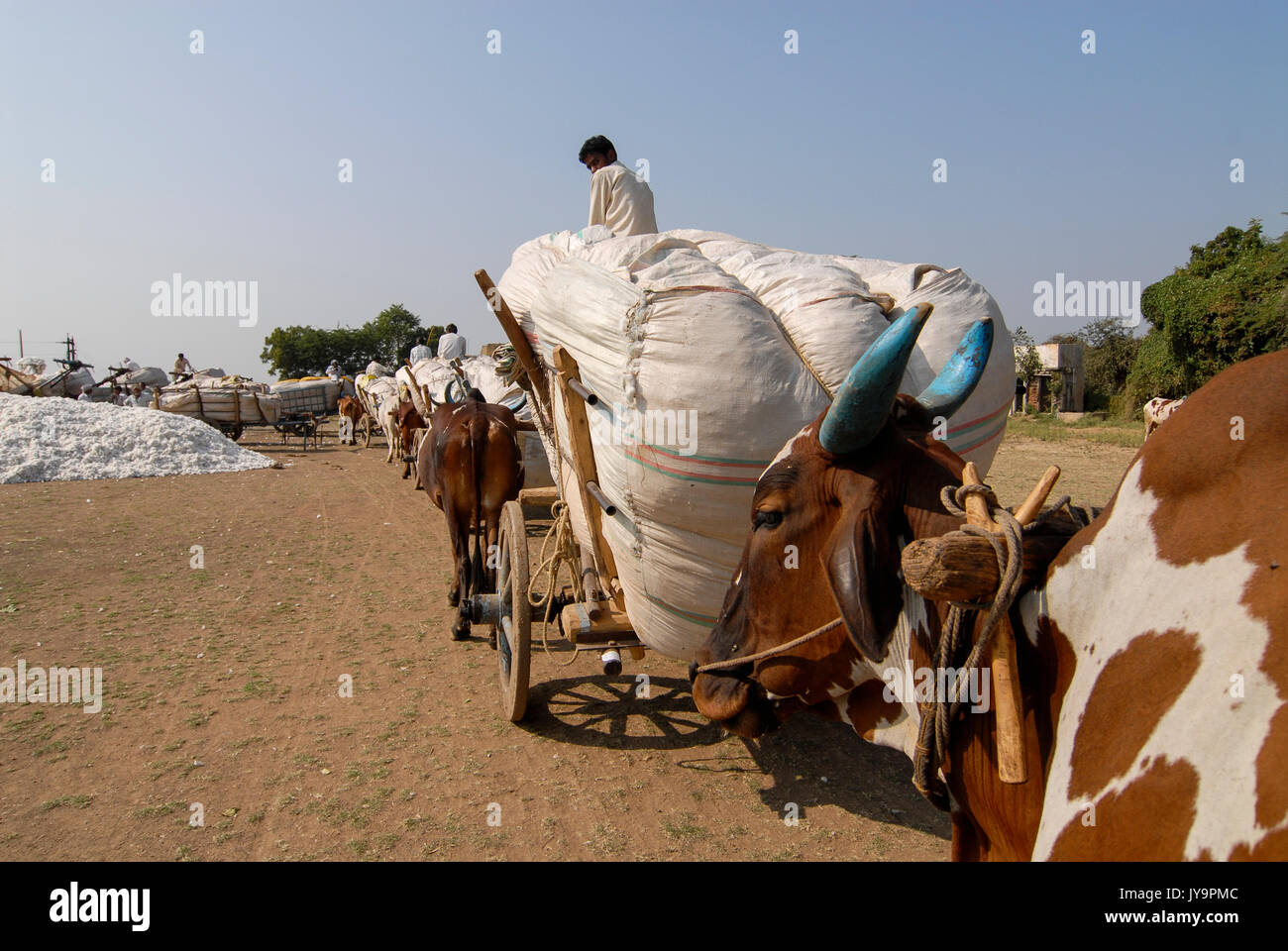 L'Inde Madhya Pradesh , coton, agriculteur récolte du coton transport par charrette après une adjudication à l'usine d'égrenage / Madhya Pradesh indien , Baumwollanbau Baumwollernte transportieren Agriculteur, Ochsengespann mit nach Auktion zu einer Entkernungsfabrik Banque D'Images