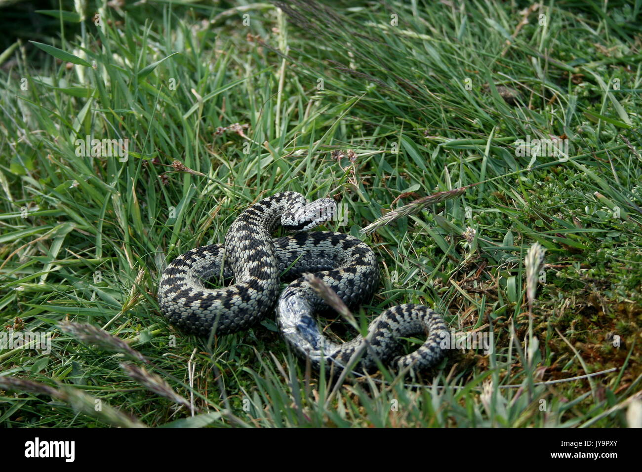 L'additionneur européen commun de suivi des hommes équipés de radio pour la télémétrie tag projet, Vipera berus, sur les collines de Malvern, Worcestershire, Herefordshire. UK Banque D'Images