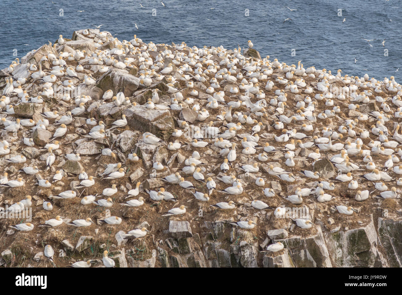 Colonie de Fou de Bassan sur une falaise par l'eau à la réserve écologique de Cape St. Mary's à Terre-Neuve, Canada. Banque D'Images