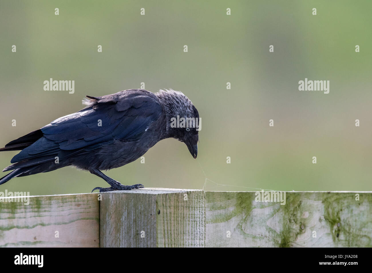 Jackdaw debout sur une clôture en bois attraper des insectes et des araignées. Banque D'Images