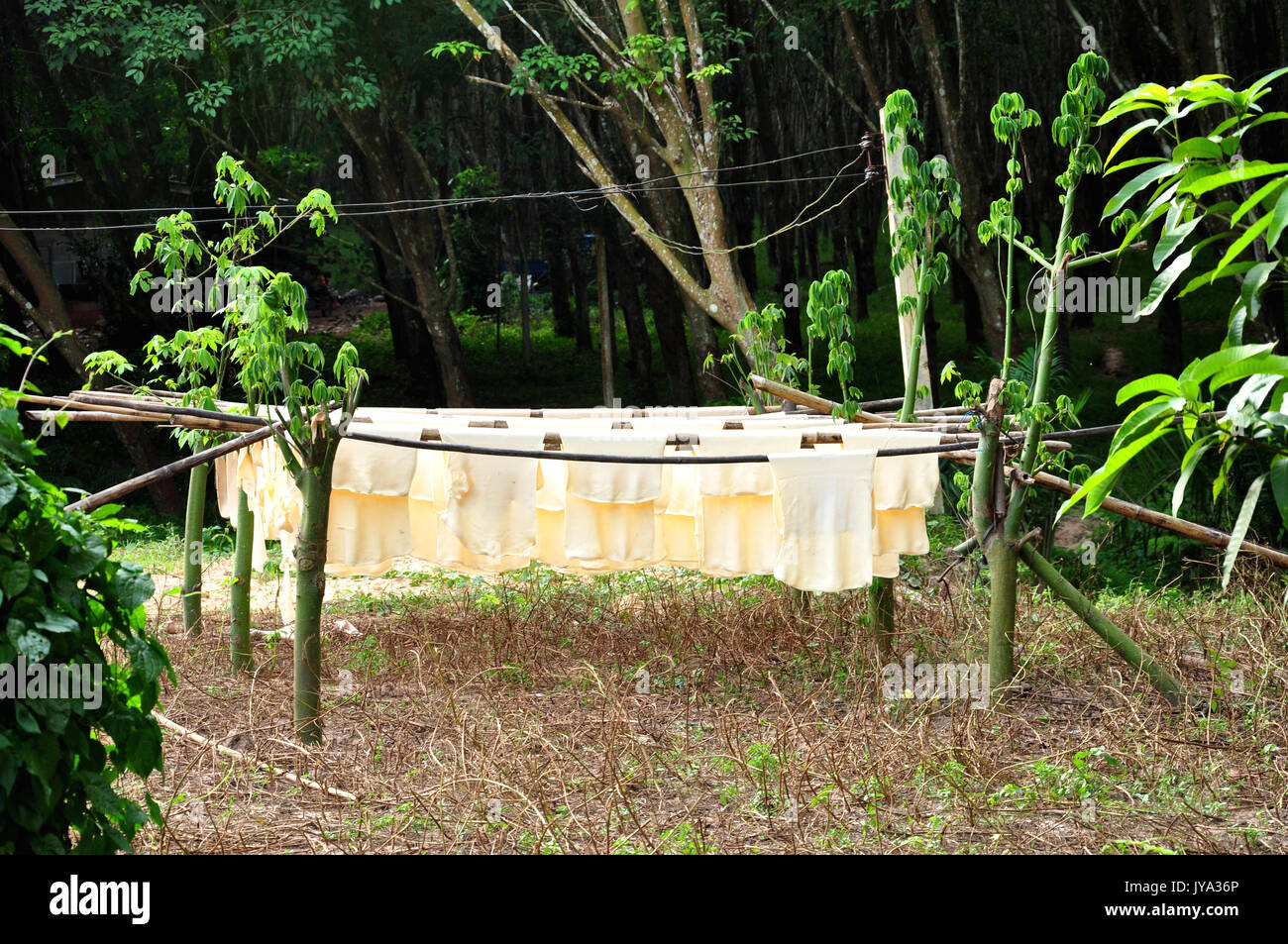 L'arbre à caoutchouc para a grandi d'abord en Amérique du Sud. Banque D'Images
