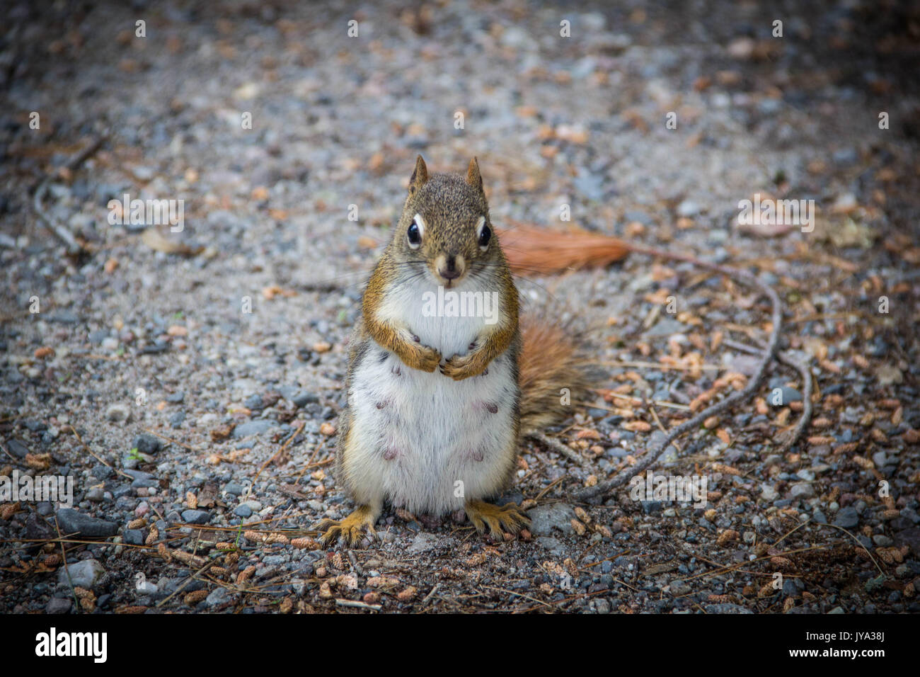 Un écureuil isolé sur le fond naturel, debout sur ses pattes, vignetted Killarney Provincial Park, Ontario, Canada Banque D'Images