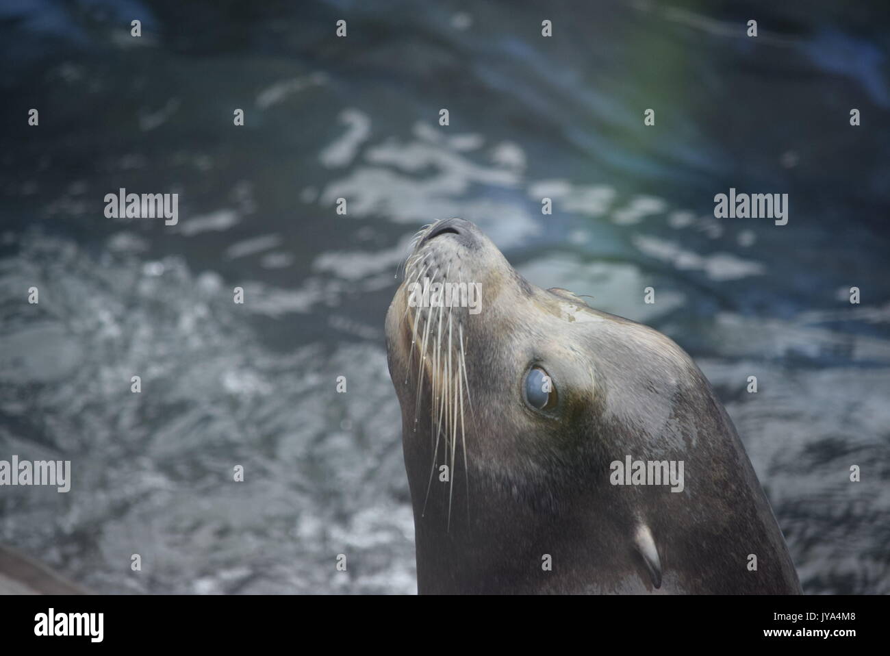 animaux Banque D'Images