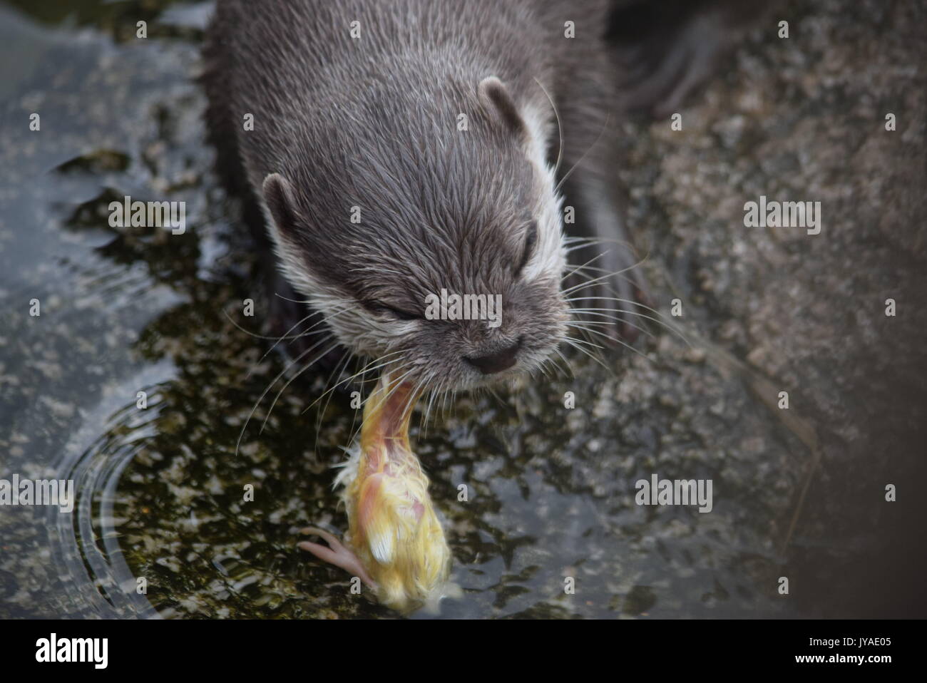 Animaux, Otter Banque D'Images