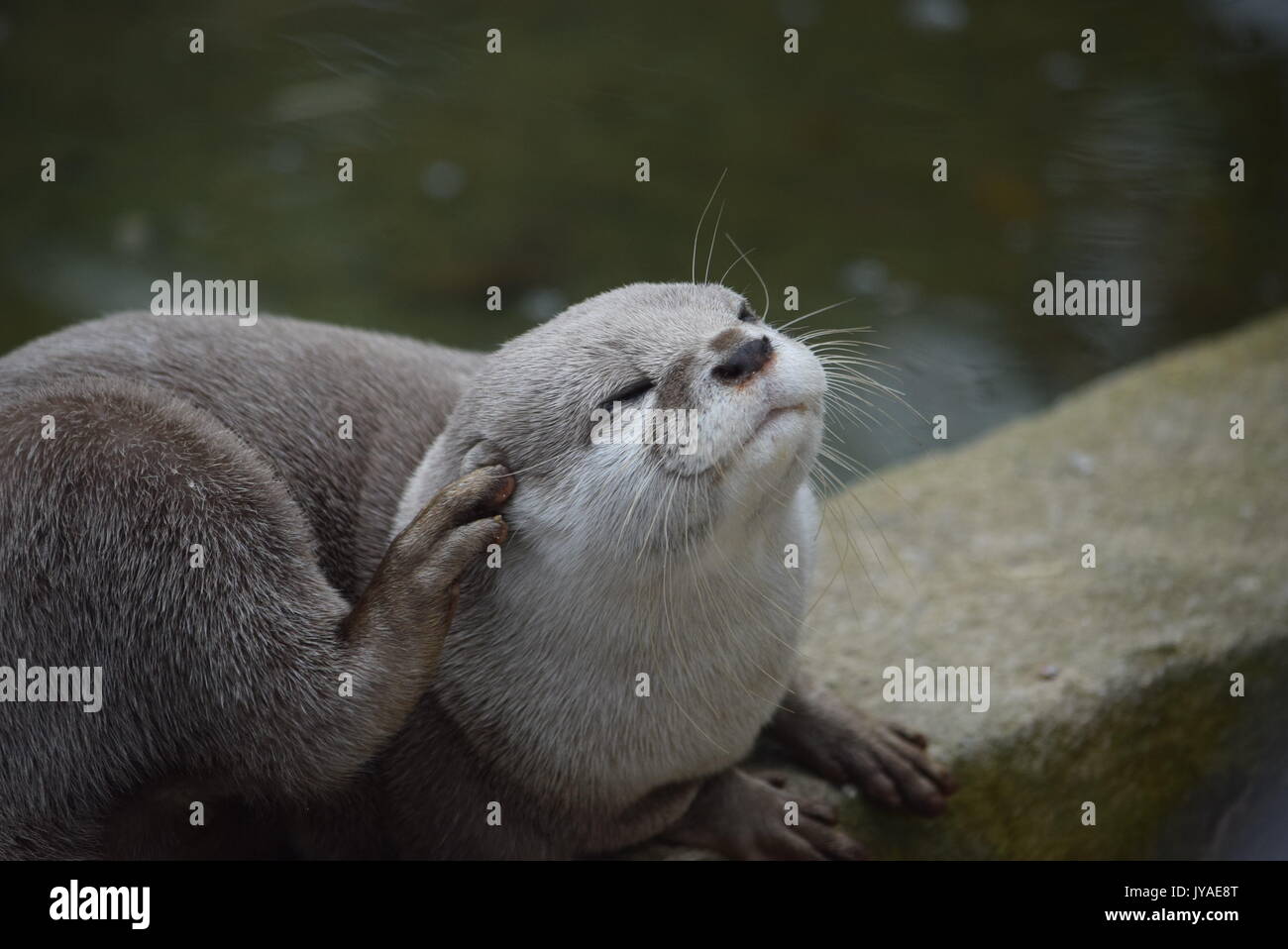 Animaux, Otter Banque D'Images