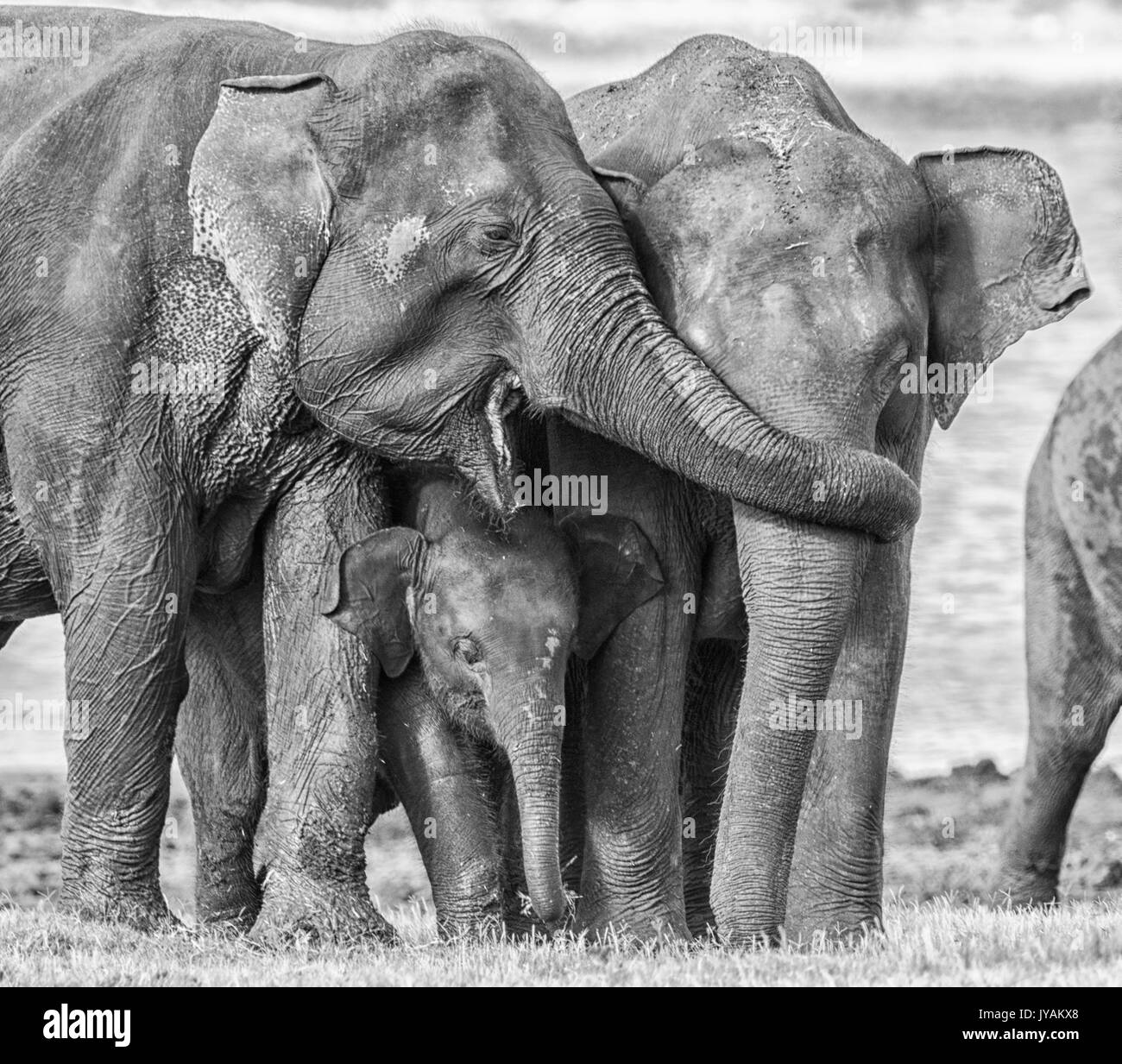 Famille d’éléphant Banque D'Images