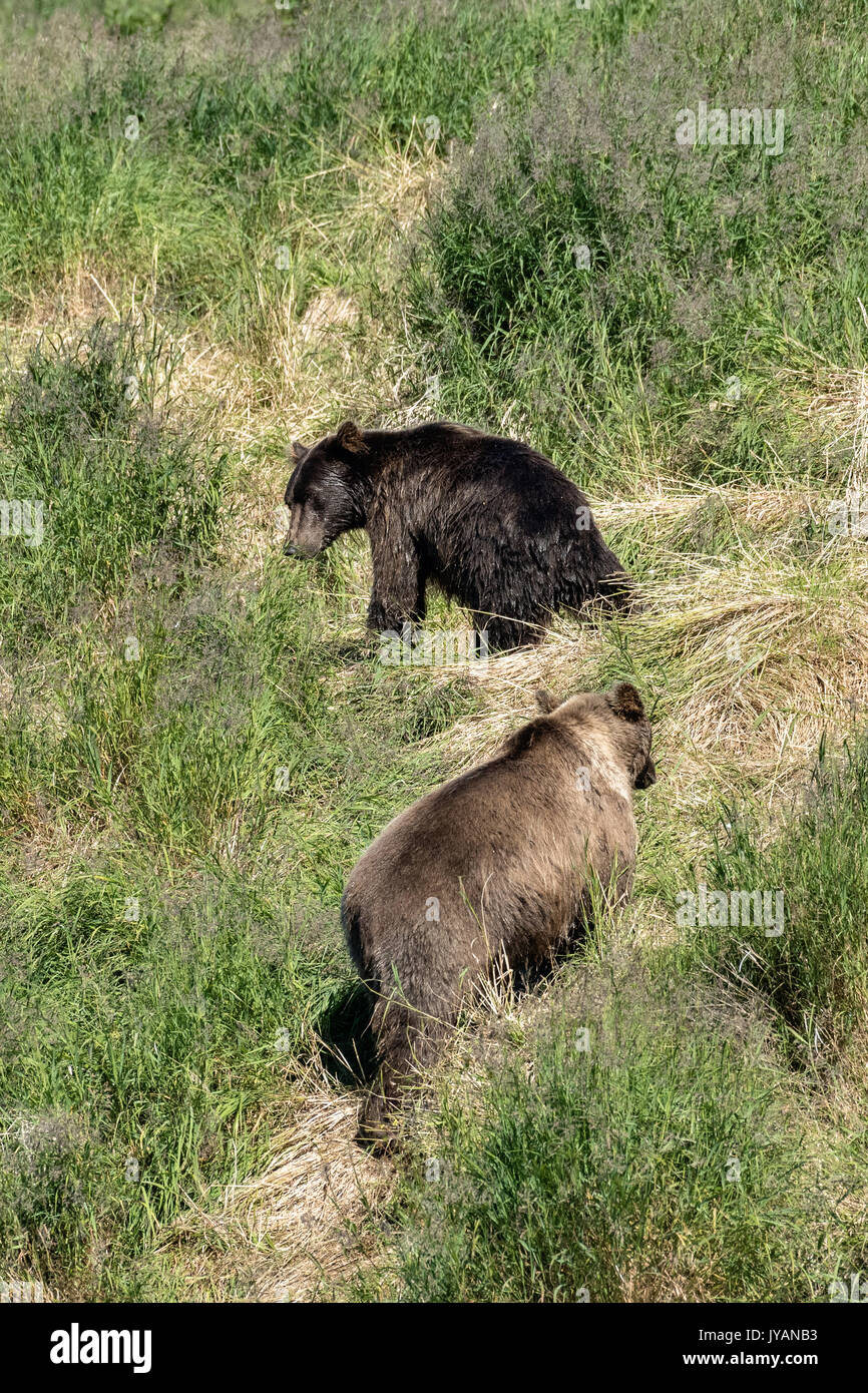 Un grizzli chasse sanglier off un plus jeune sous-adultes à partir de la partie supérieure de la rivière McNeil falls lieux de pêche à la rivière McNeil State Game Sanctuary sur la péninsule de Kenai, en Alaska. Le site distant est accessibles qu'avec un permis spécial et est la plus importante population saisonnière d'ours bruns. Banque D'Images