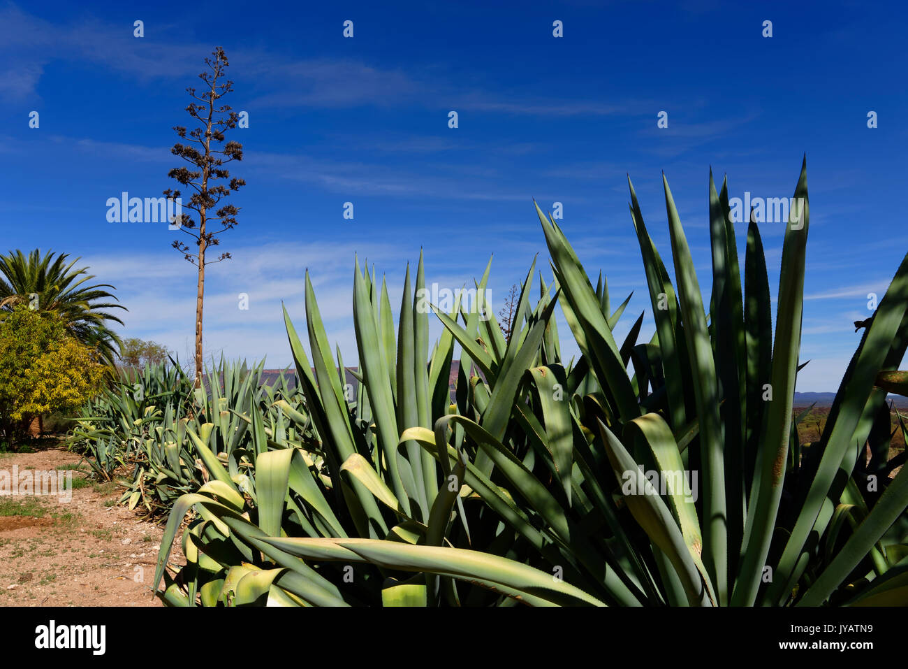 Agaves (Agave) dans le jardin de la ferme Osera Omewa près d'Omaruru, région d'Erongo, Namibie Banque D'Images
