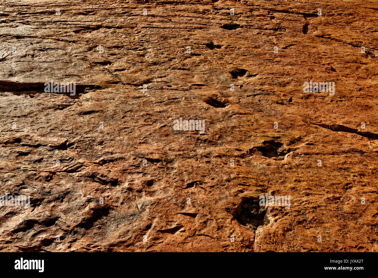 Ferme Otjihaémaparero (parcours des dinosaures de la ferme):traces de dinosaures pétrifiés en grès, monument national, district d'Otjiwarongo, Namibie Banque D'Images