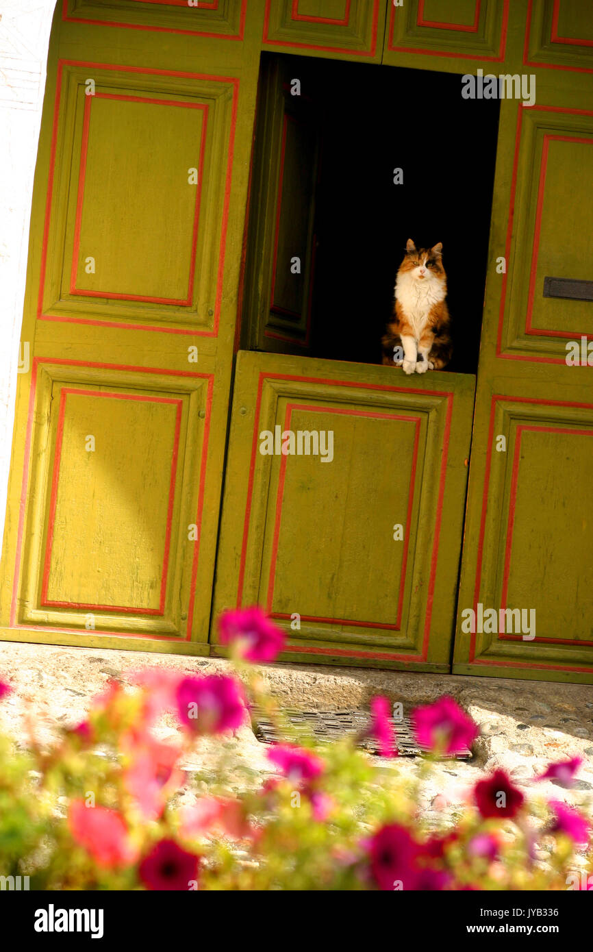 Beau chat sur des demi-ouvert porte néerlandais Banque D'Images