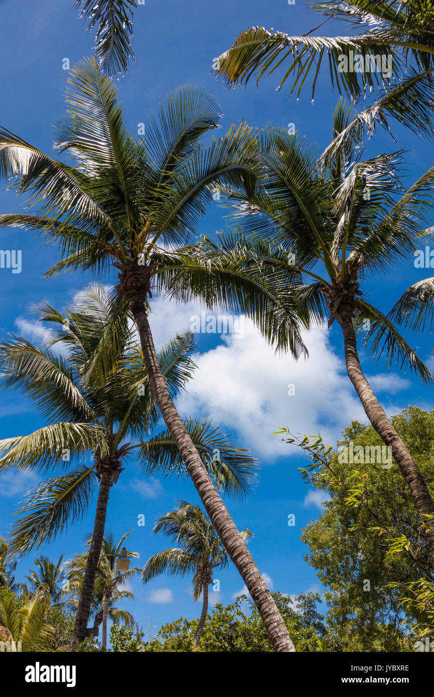 Regardant palmiers tropicaux avec ciel bleu en Floride Banque D'Images