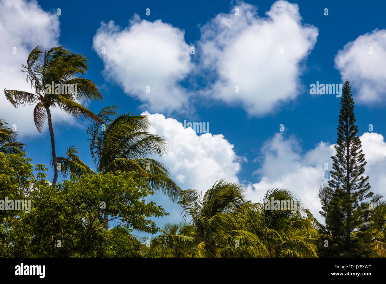Regardant palmiers tropicaux avec ciel bleu en Floride Banque D'Images