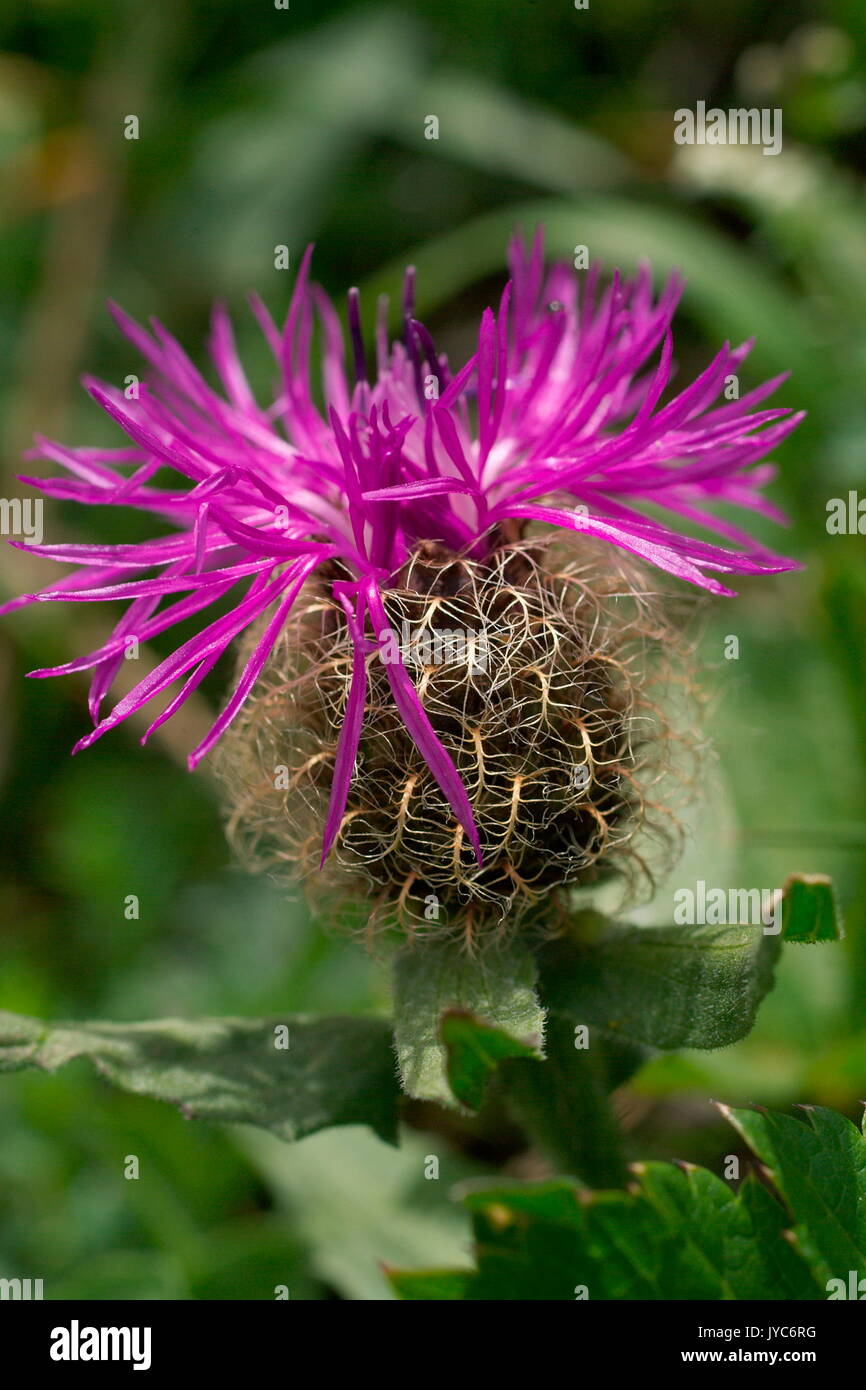 Centaura ou knapweeds sont robustes graminées envahissantes. Leurs feuilles, épineuses chez certaines espèces, sont habituellement profondément divisées en lobes allongés au moins dans la pl Banque D'Images