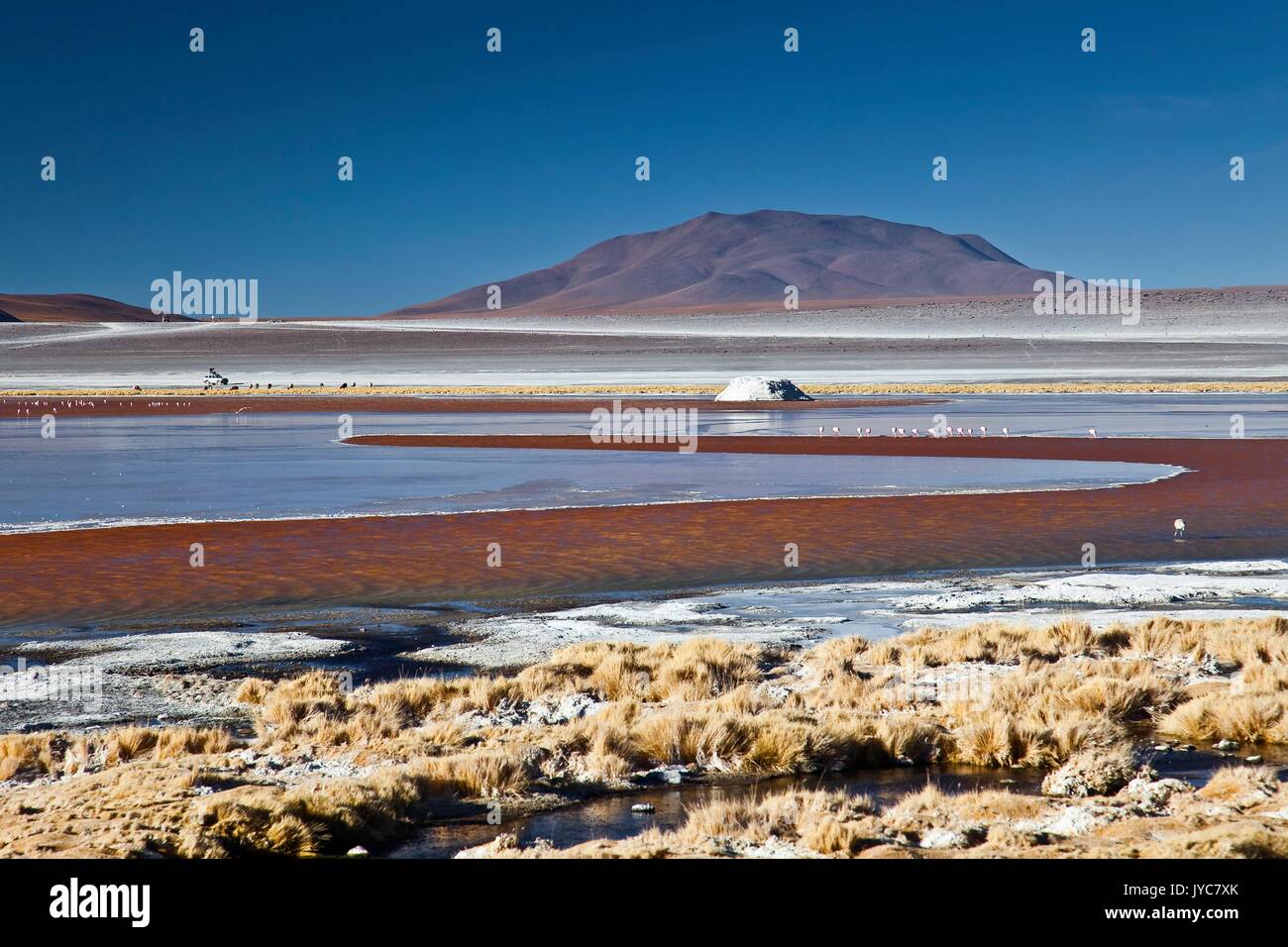 La Laguna Colorada contient du borax, dont la couleur blanche contraste avec la couleur rougeâtre de ses eaux, qui est causée par les sédiments et cochon rouge Banque D'Images