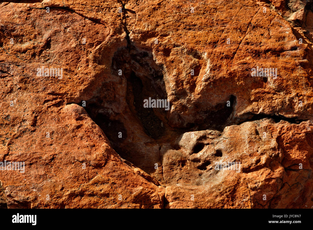 Ferme Otjihaémaparero (parcours des dinosaures de la ferme) : piste des dinosaures pétrifiés en grès, monument national, district d'Otjiwarongo, Namibie Banque D'Images