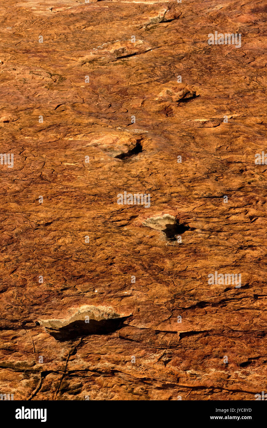 Ferme Otjihaémaparero (parcours des dinosaures de la ferme):traces de dinosaures pétrifiés en grès, monument national, district d'Otjiwarongo, Namibie Banque D'Images