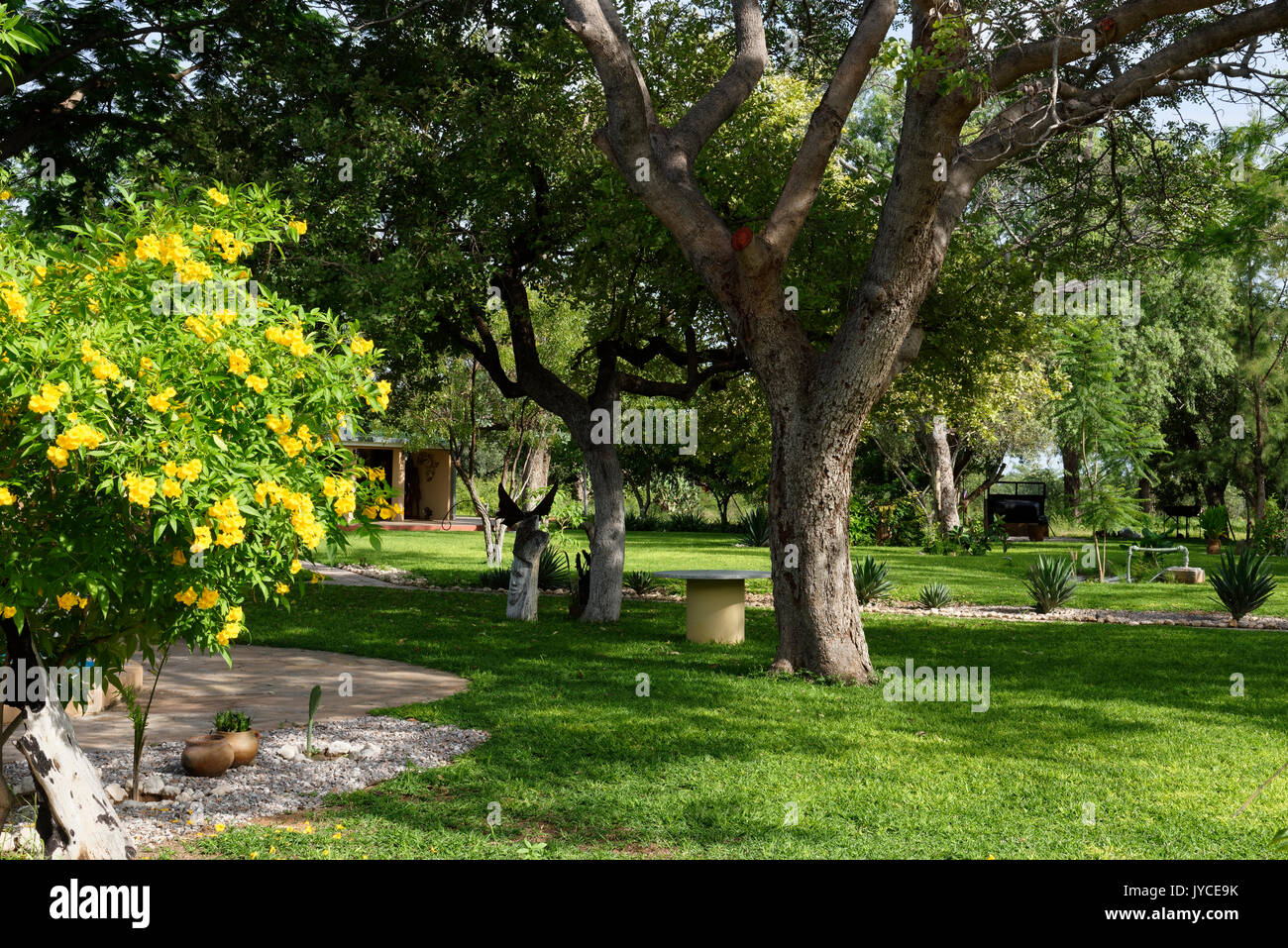 Invité et de la ferme de chasse Wildacker: Jardin avec arbres et plantes, District de Grootfontein de trompettes jaunes, région d'Otjozondjupa Namibie Banque D'Images