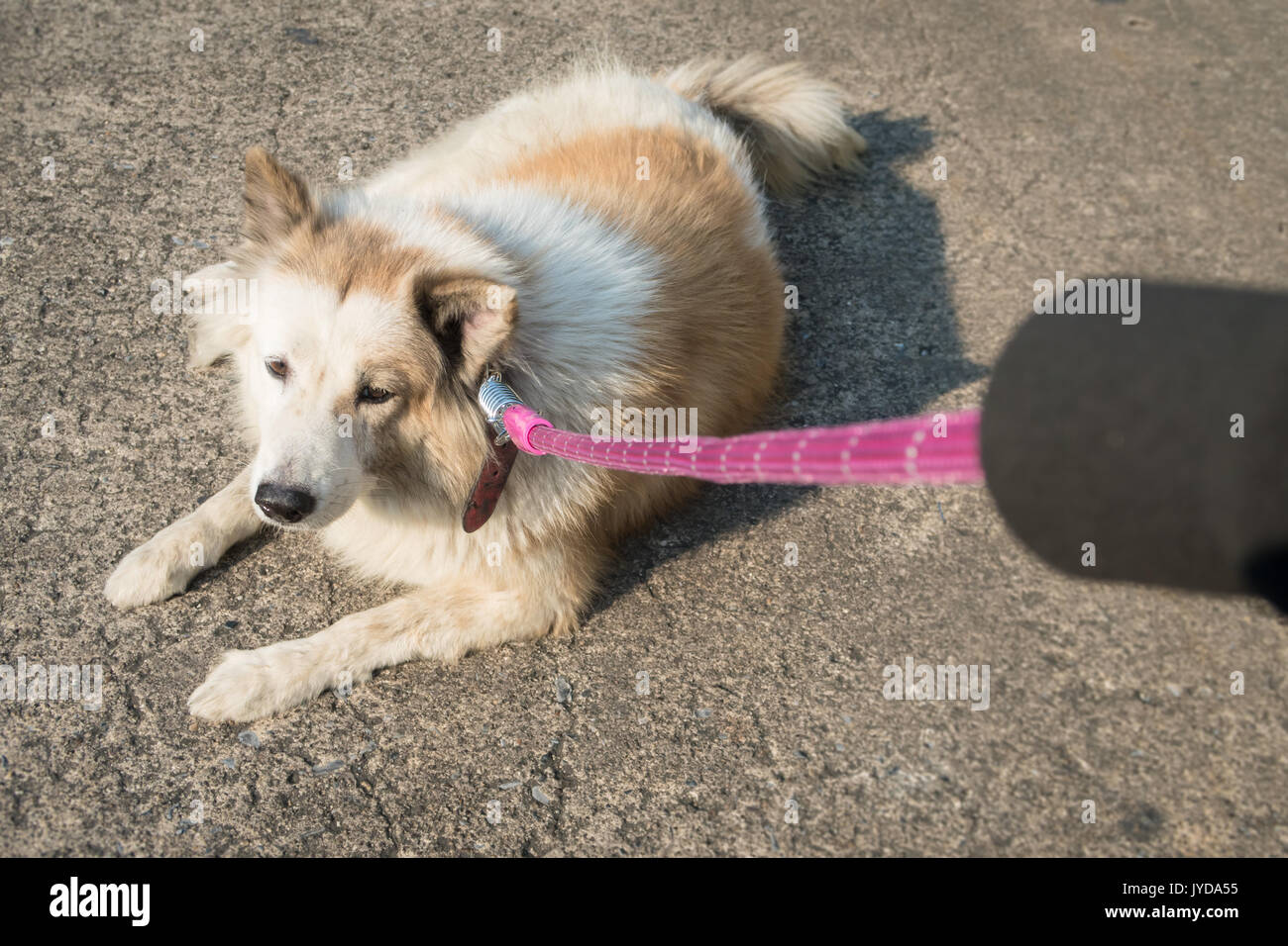 Chien endormi n'a pas rendez-vous pour la marche Banque D'Images