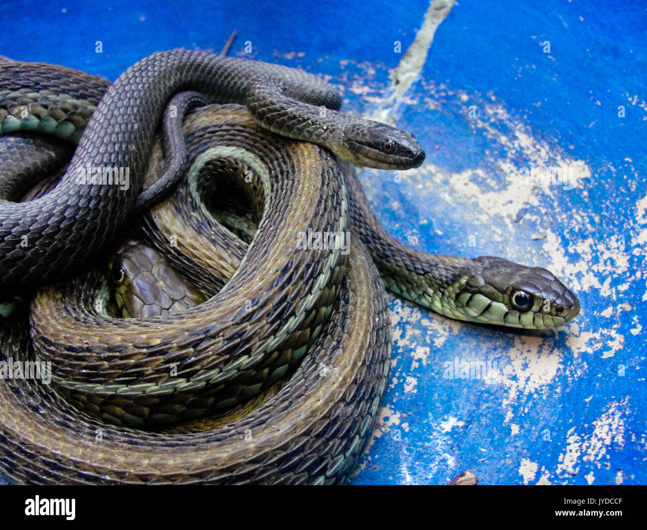 Serpent de jarretière sur la maison mexicaine Banque D'Images