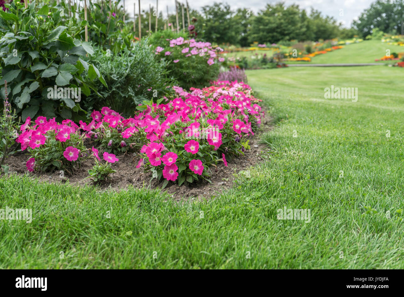 Parterre de fleurs avec des fleurs roses et pelouse Banque D'Images