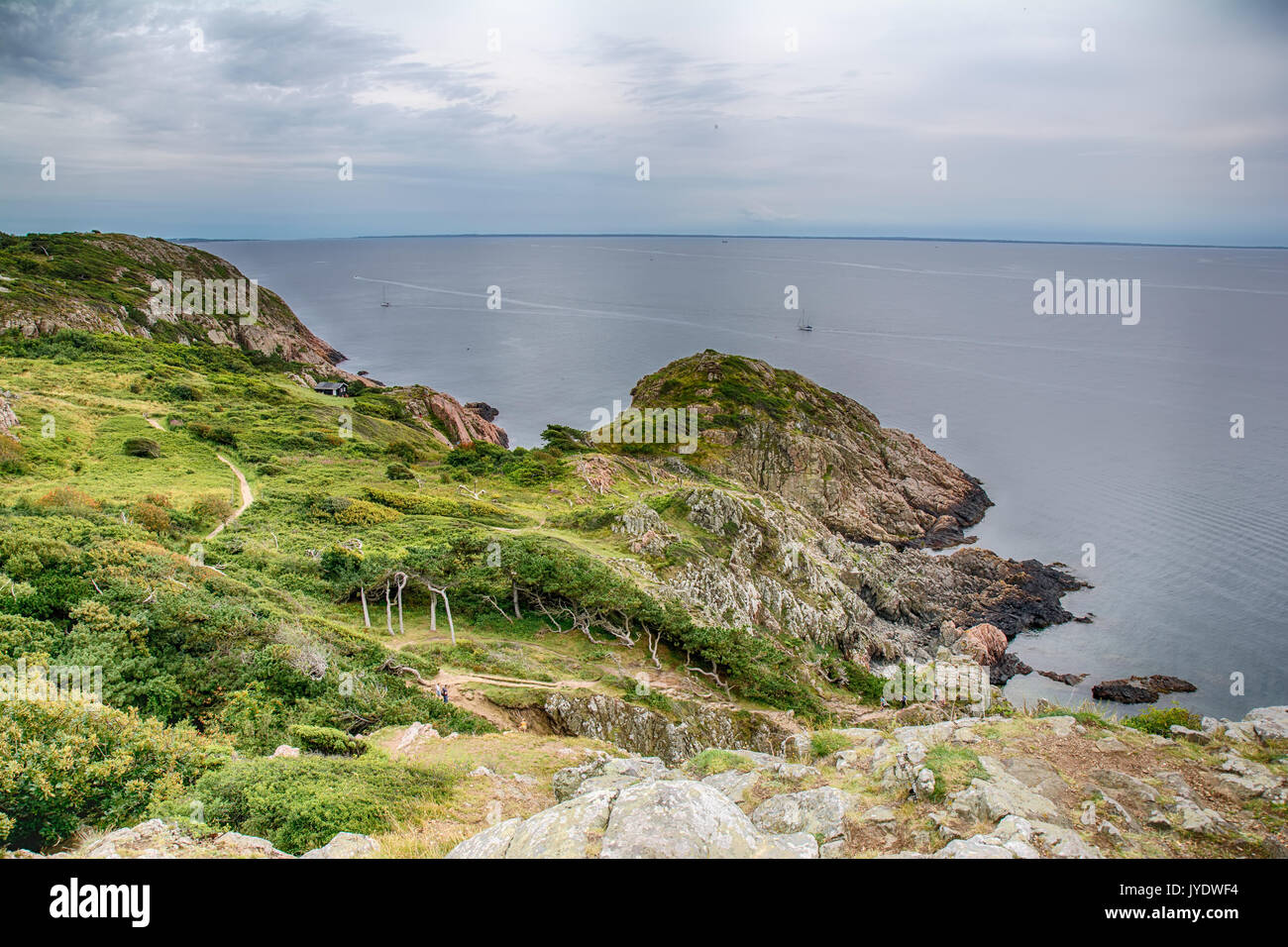 L'herbe verte près du littoral. Banque D'Images