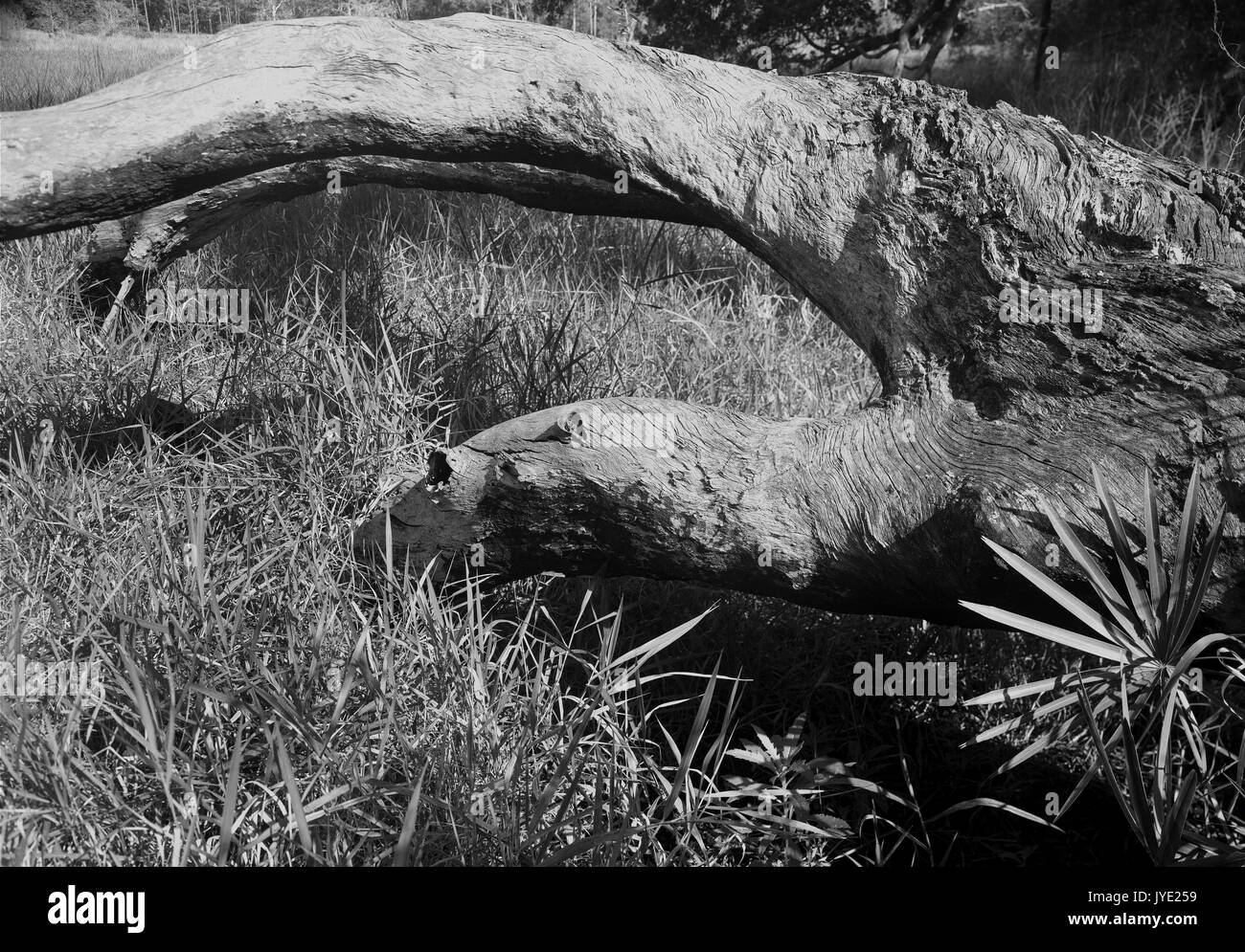 Arbre tombé - Guana Tolomato Matanzas Réserver Banque D'Images