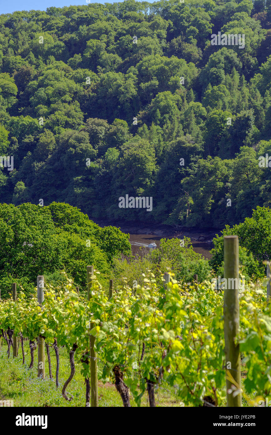 Rangées de vignes au-dessus de la rivière Dart à Sharpham vineyard, Devon, England, UK Banque D'Images