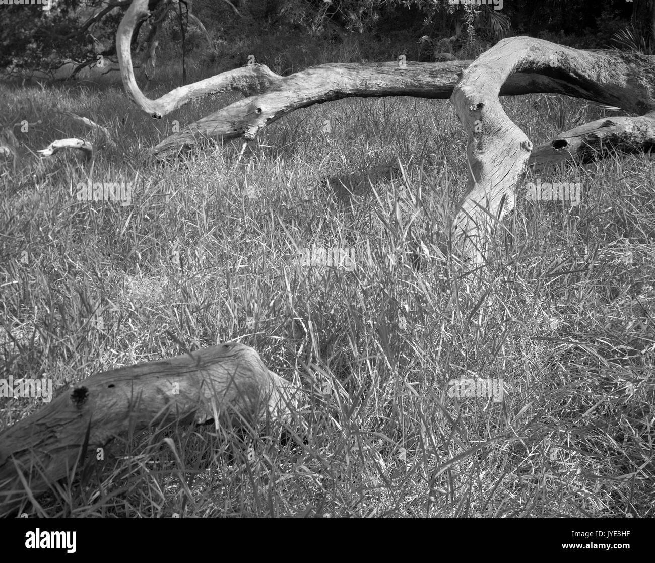 Arbre tombé # 2 - Guana Tolomata Matanzas Réserver Banque D'Images