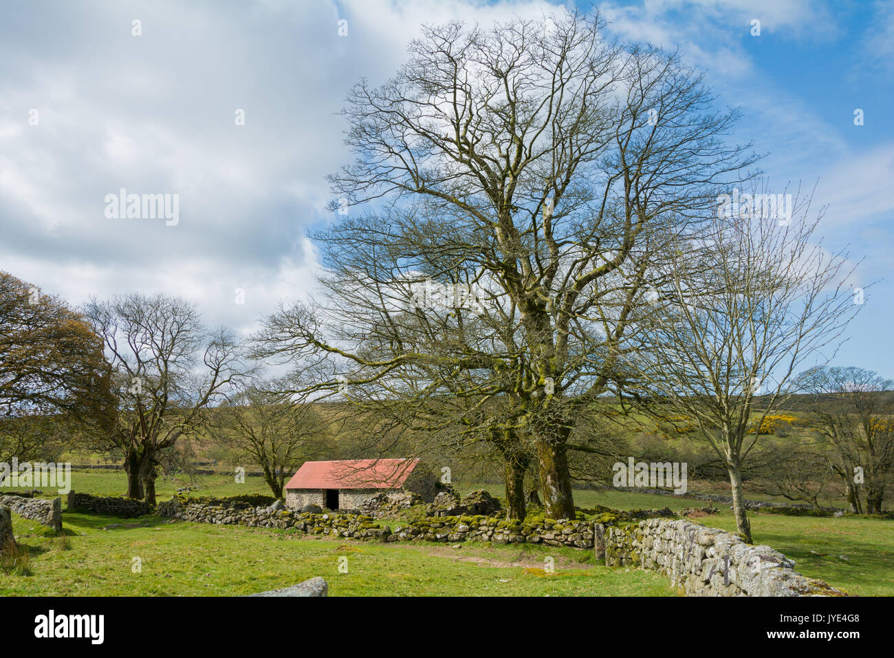 Emworthy la ferme grange abandonnée dans le parc national du Dartmoor, England, UK Banque D'Images