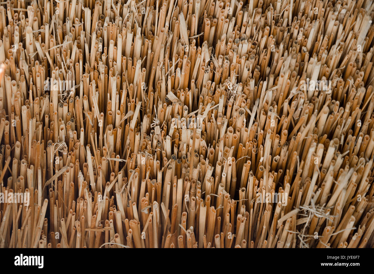 La texture, le toit de paille jaune en gros plan. Photo horizontale, papier peint Banque D'Images