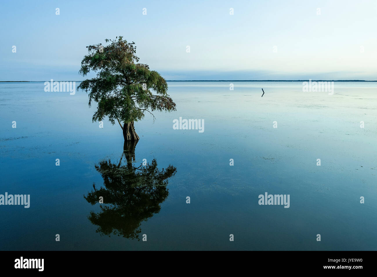 Lone cypress tree dans l'eau saumâtre, Taxodium distichum. Banque D'Images