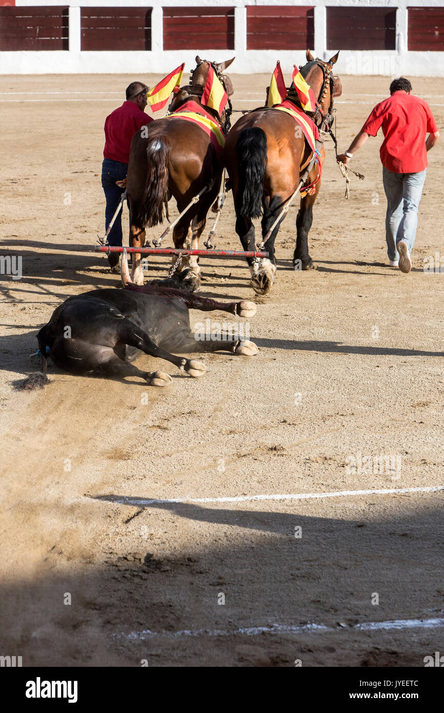 Faites glisser les mules sont Bull sont morts dans la corrida à l'abattoir  de l'arène de Ubeda, Espagne Photo Stock - Alamy
