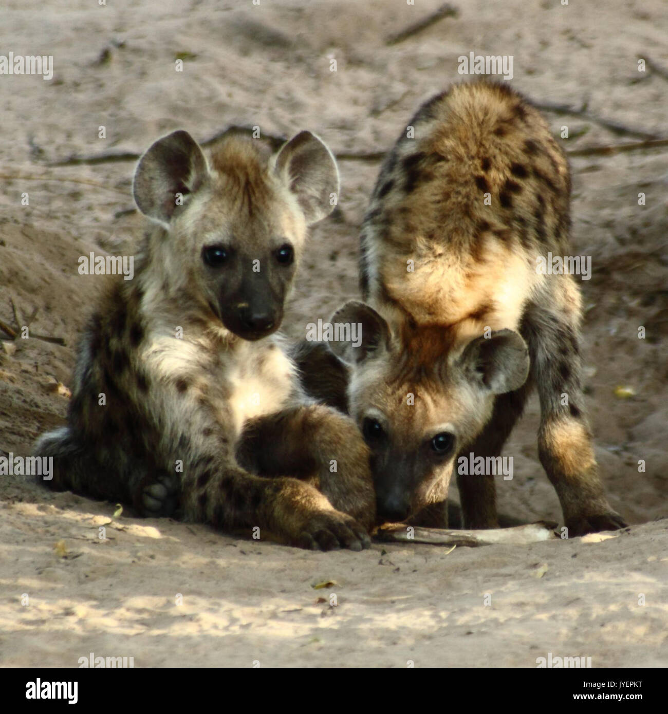 2667 L'Hyène tachetée d'oursons Banque D'Images