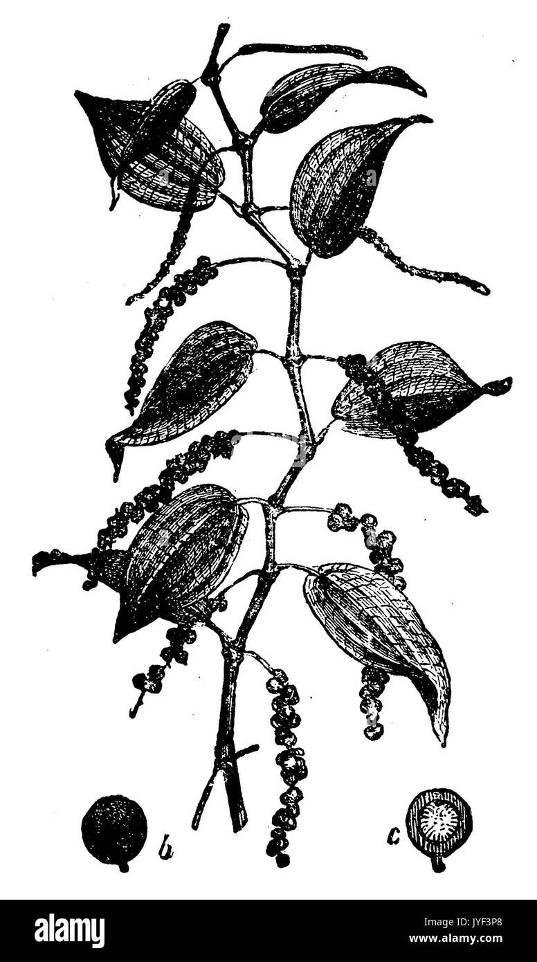 Poivre noir Banque D'Images