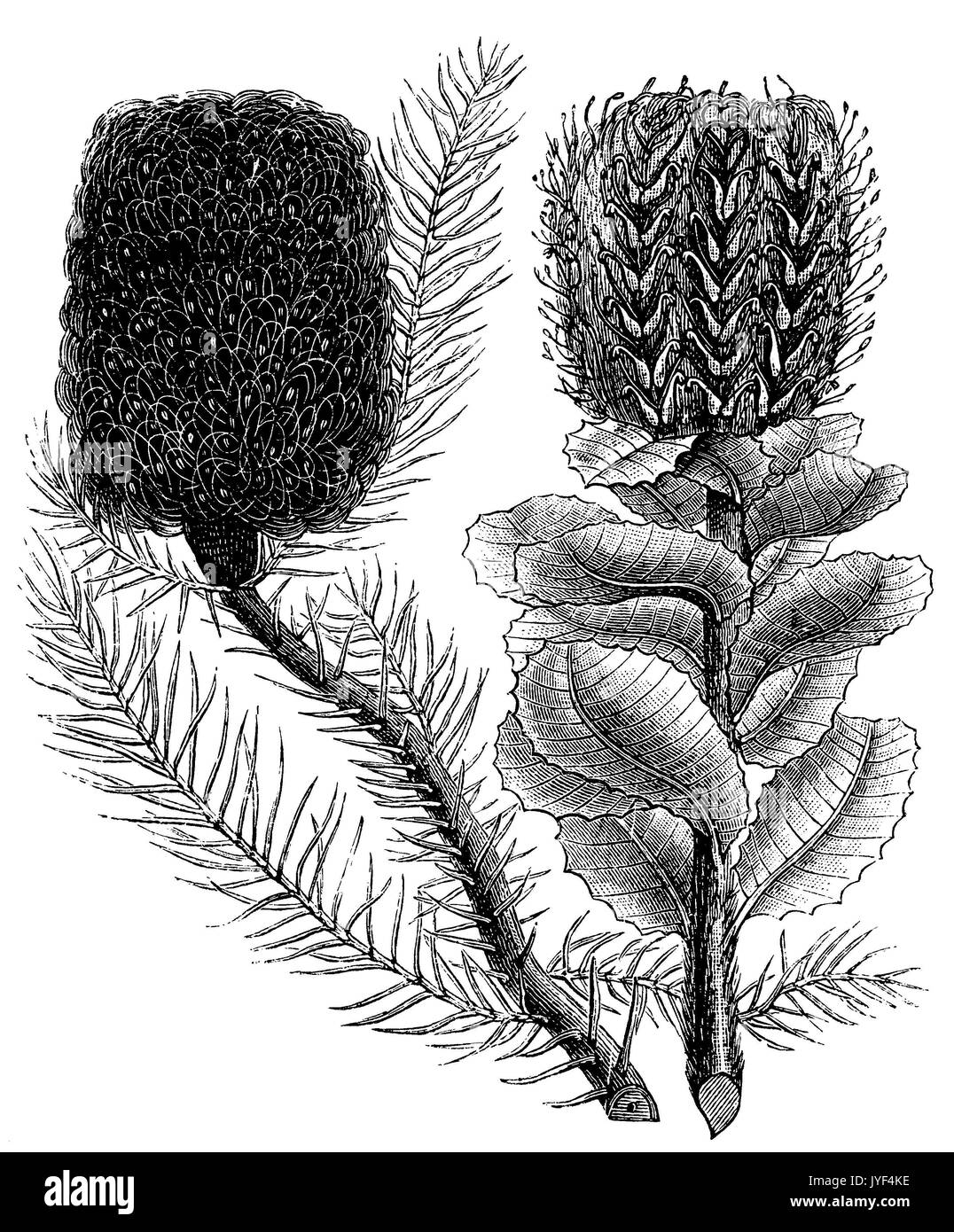 Ericaefolia Banksia (à gauche), Banksia purpurea (droite) Banque D'Images
