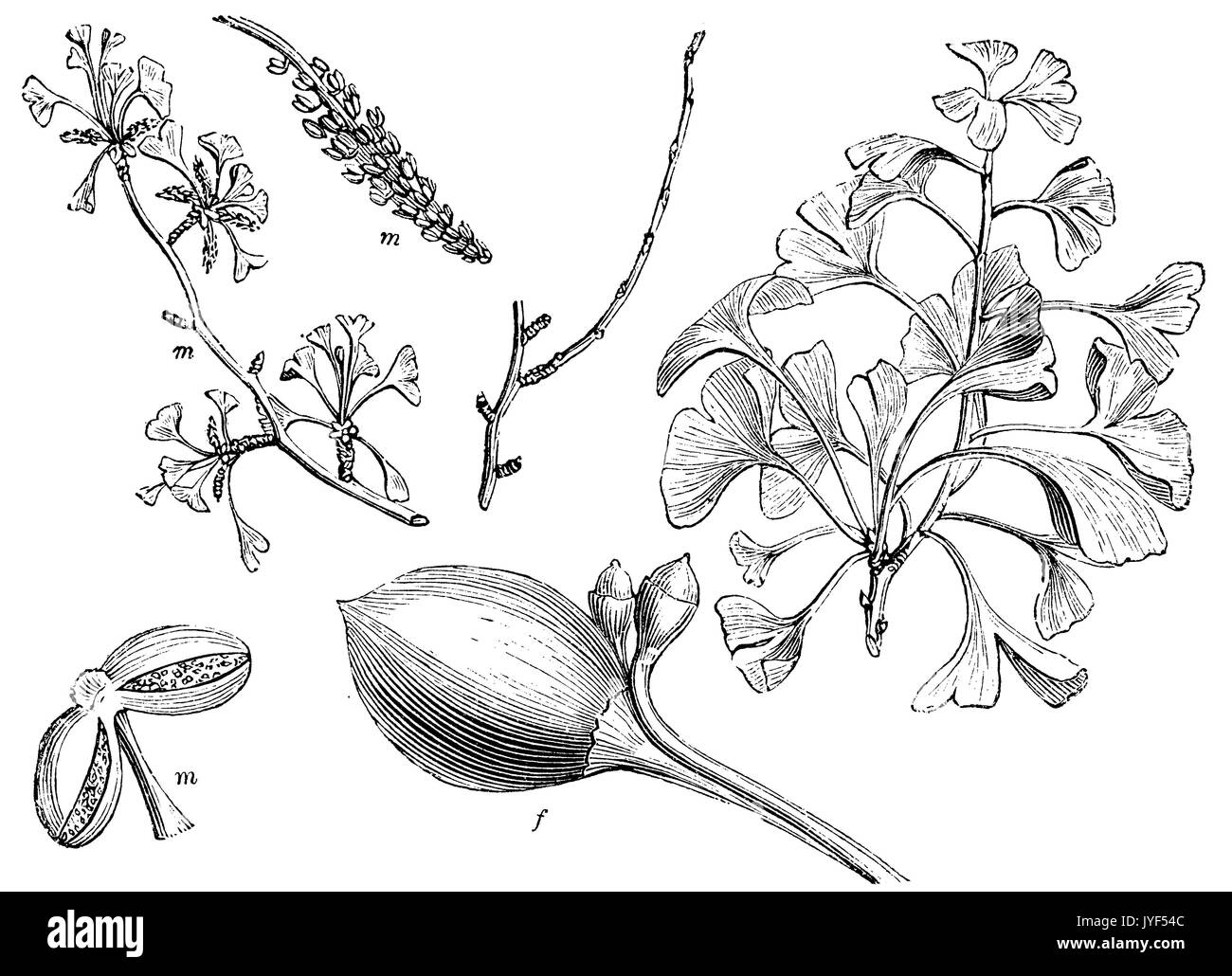 Gingko, Gingko Banque D'Images