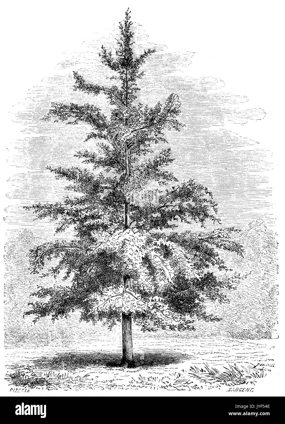 Gingko, Gingko Banque D'Images