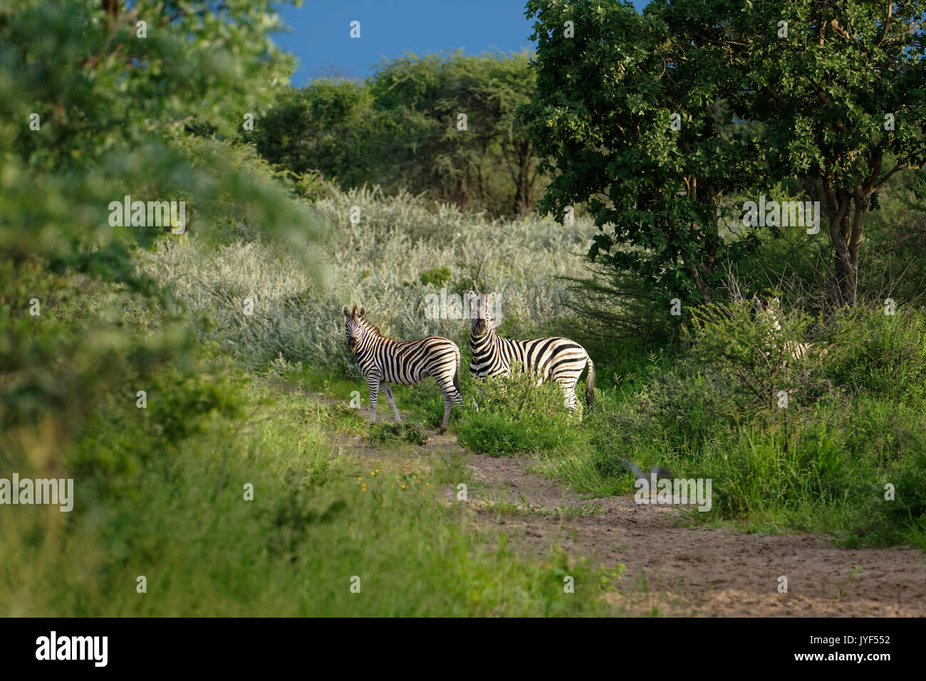 Invité et ferme de chasse Wildacker: Les zèbres de Burchell (Equus quagga) dans la savane, saison des pluies, district de Grootfontein. Région d'Otjozondjupa, Namibie Banque D'Images