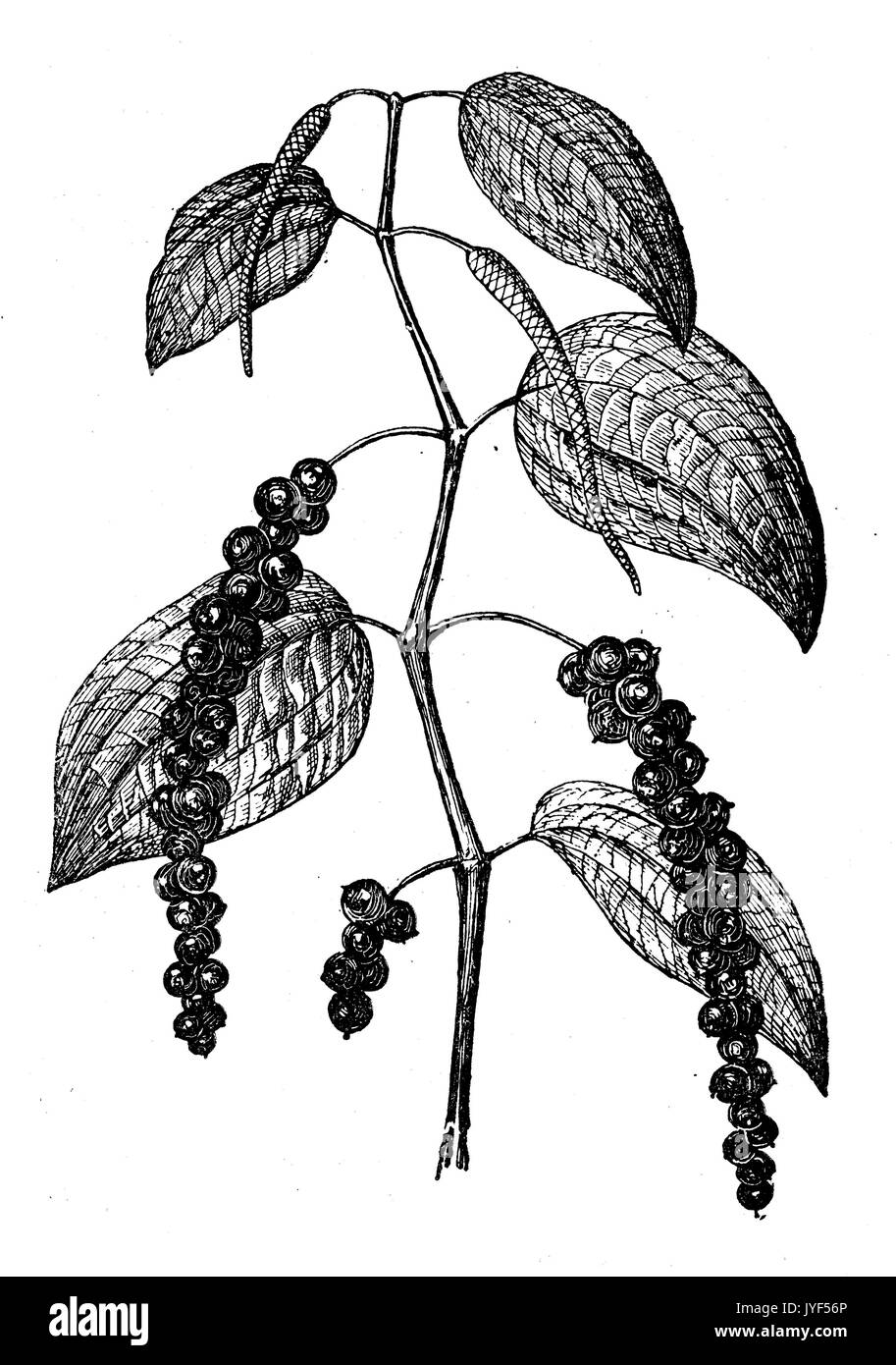 Poivre noir Banque D'Images