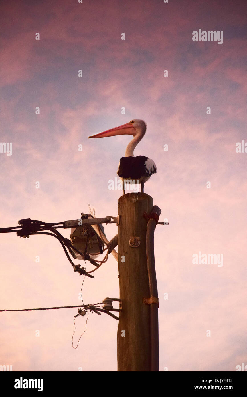 Pelican sur poteau de téléphone contre le ciel, de l'Australie Banque D'Images