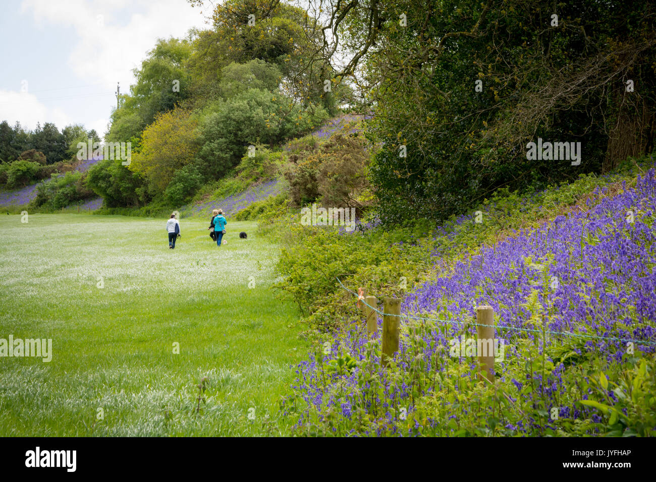 Les promeneurs de chiens à pied sur un champ à côté d'un tapis de jacinthes en pleine floraison dans la région de Woodbury Common, England, UK Banque D'Images