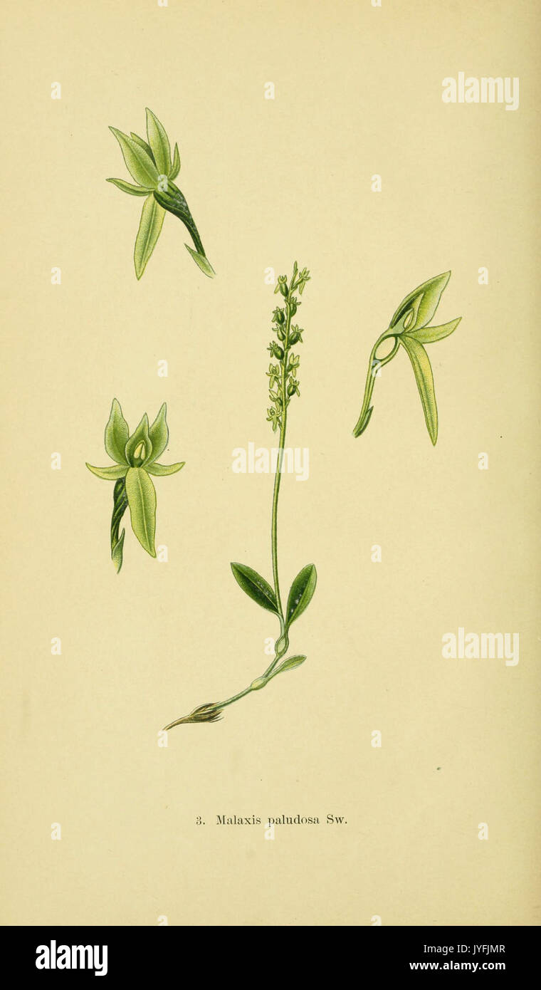 Abbildungen der in Deutschland und den angrenzenden mit der vorkommenden grundformen orchideenarten (PL 03 Malaxis paludosa) (6021556551) Banque D'Images