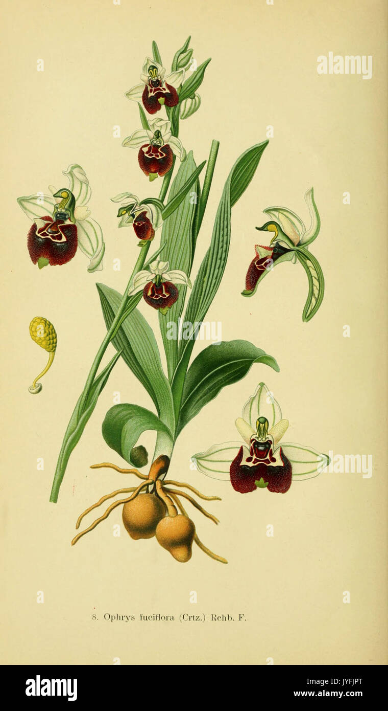Abbildungen der in Deutschland und den angrenzenden mit der vorkommenden grundformen orchideenarten (PL 08 Ophrys holoserica) (6022113714) Banque D'Images