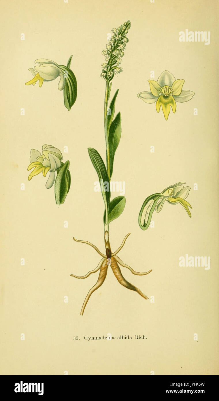 Abbildungen der in Deutschland und den angrenzenden mit der vorkommenden grundformen orchideenarten (PL 35 Gymnadenia alb) (6022123628) Banque D'Images