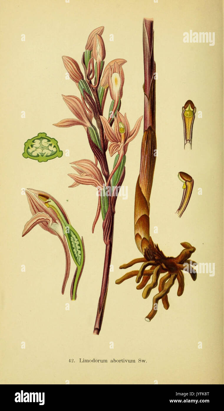 Abbildungen der in Deutschland und den angrenzenden mit der vorkommenden grundformen orchideenarten (PL 42 Limodorum abor) (6021571255) Banque D'Images
