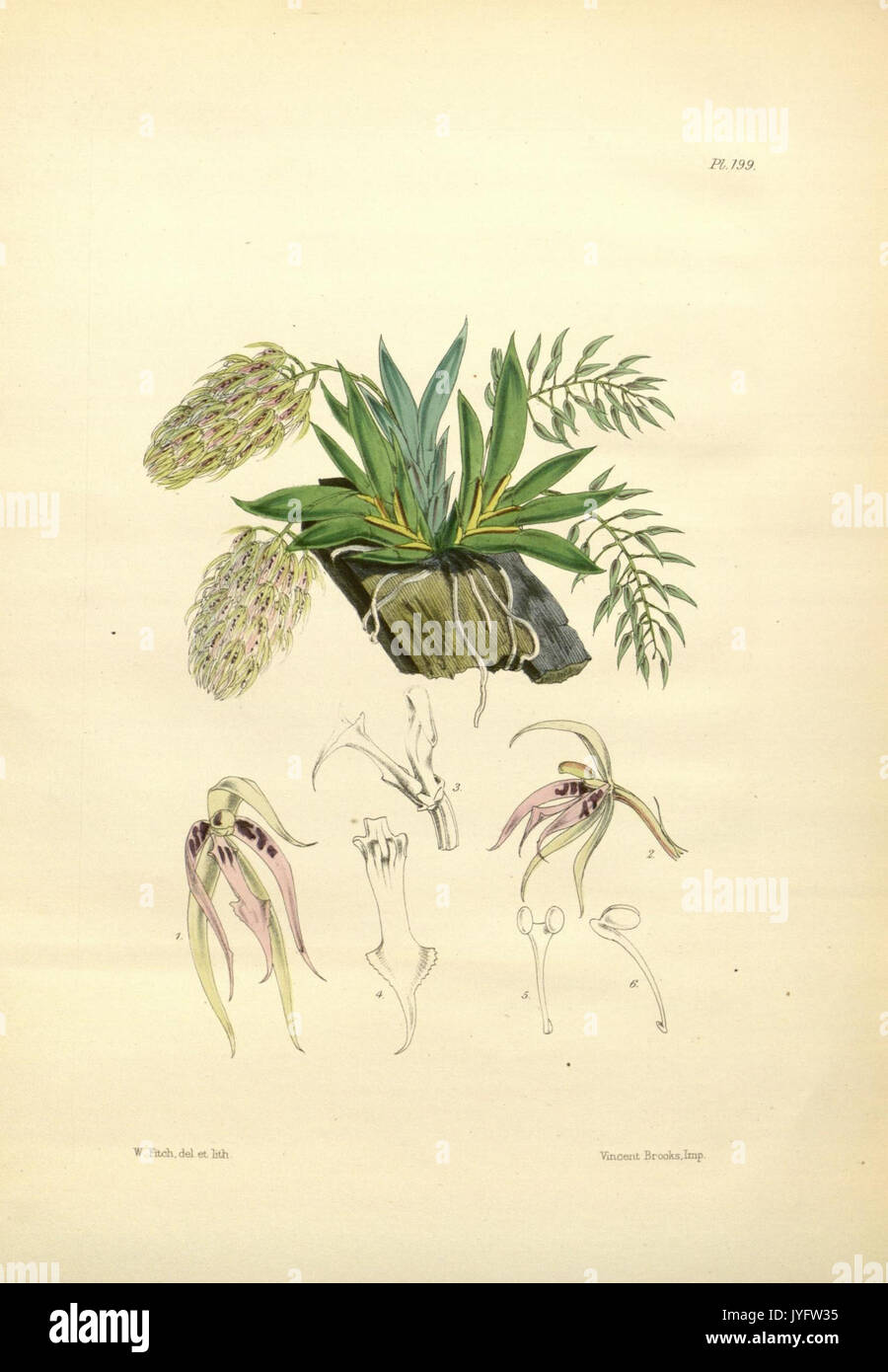 199 un deuxième siècle de orchidaceous plants (8360544855) Banque D'Images