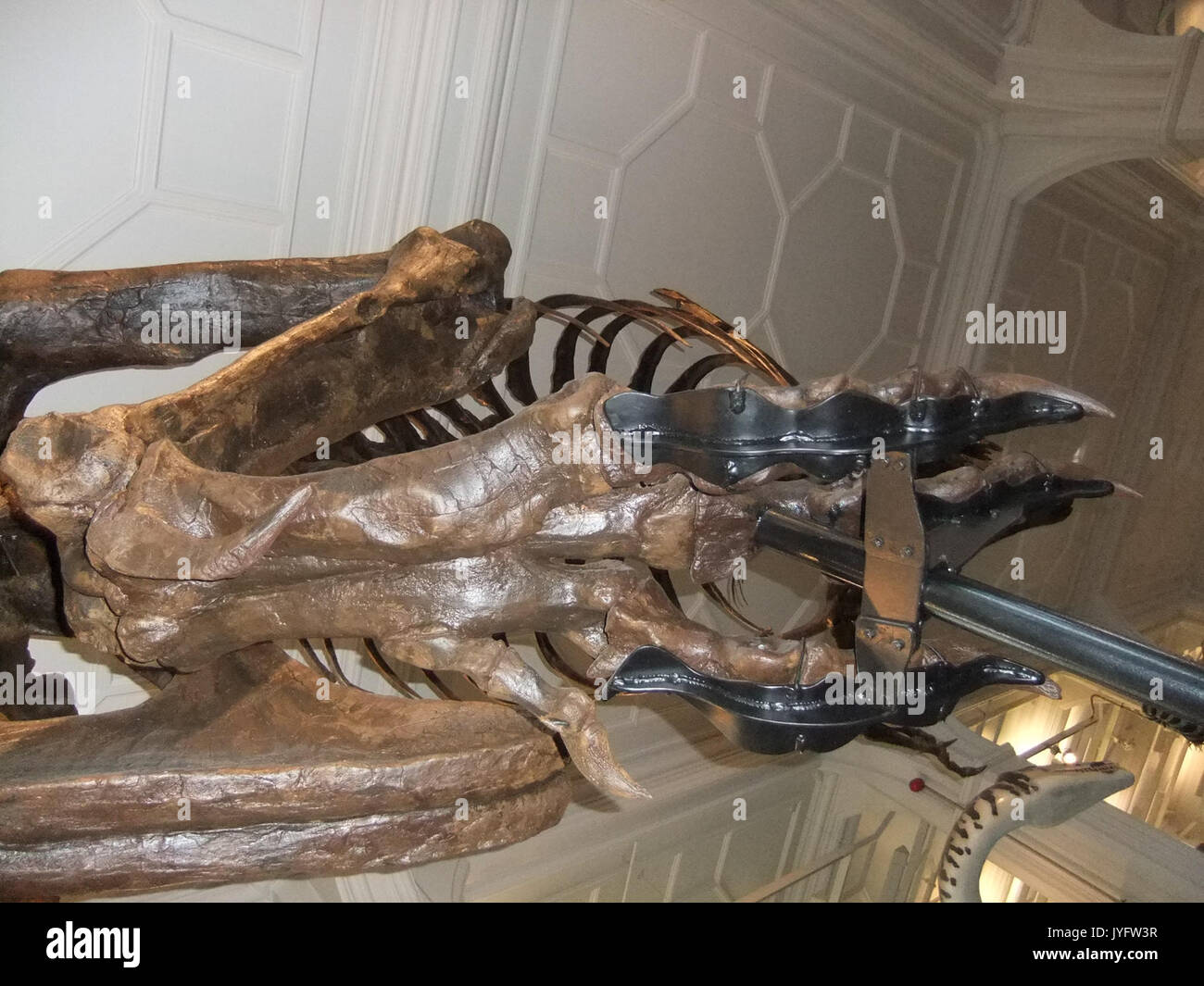 Cette référence est probablement une étude, une image ou un modèle lié à un fossile ou à une reconstruction de Tyrannosaurus rex, en se concentrant sur ses caractéristiques physiques, son comportement ou son analyse scientifique. Banque D'Images