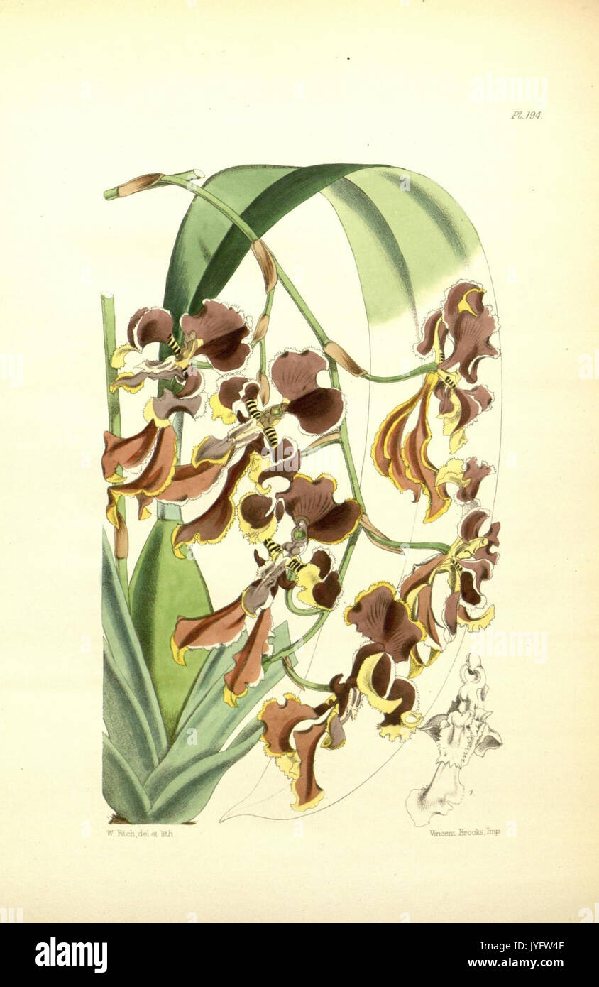 194 un deuxième siècle de orchidaceous plants (8361604646) Banque D'Images