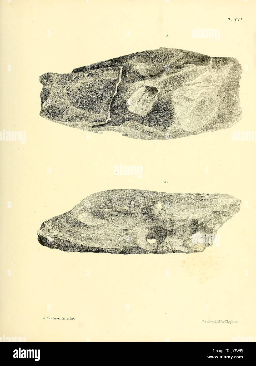 Une monographie sur l'Reptilia fossile du Crétacé (8099847192) Banque D'Images