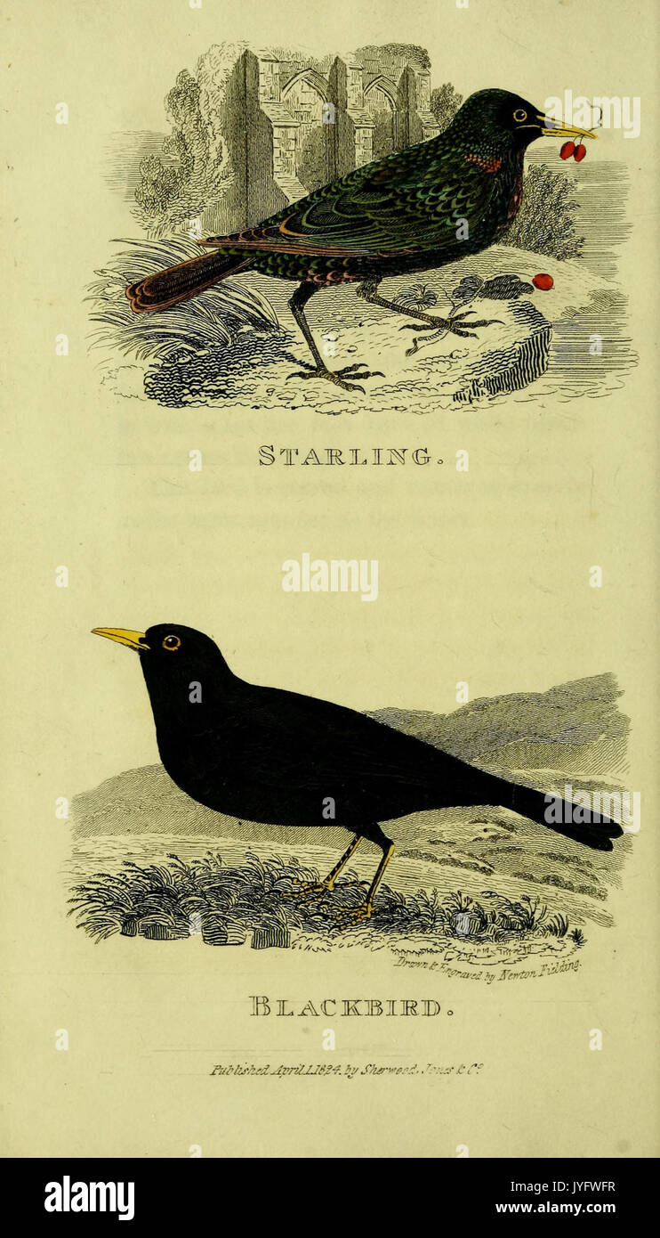 Un traité pratique sur la chanson les oiseaux (6851894819) Banque D'Images